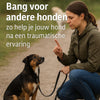 Van angst naar vertrouwen: training voor honden met een negatieve ervaring met andere honden