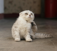 Ontwormen bij kittens en katten: alles wat je moet weten voor een gezonde start