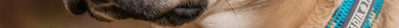 De verschillen tussen een tuig en een halsband: Wat past het beste bij jouw hond? - Fidello