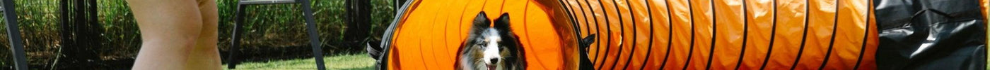 Top 10 Hondensporten en Activiteiten voor Jou en Je Hond - Fidello