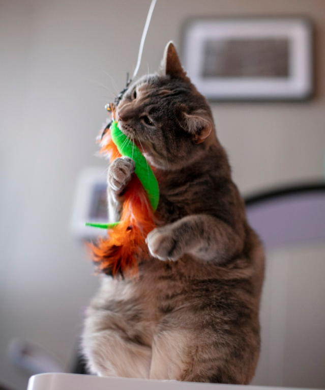 Kattenhengels