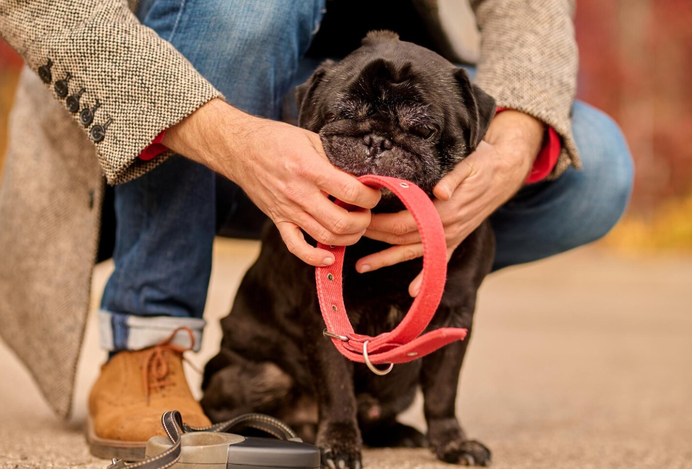 Honden jeuk door een nieuwe halsband: alle oorzaken, oplossingen en beste keuzes voor gevoelige honden