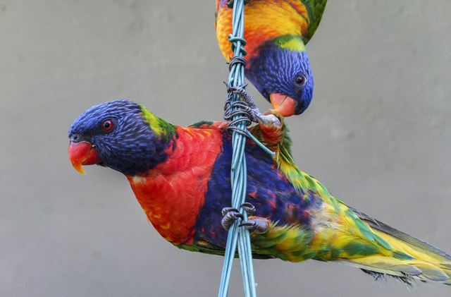 Klimtouw, netten & ladders