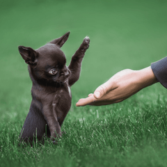 Training van puppy’s