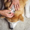 Vlooien, teken & ontworming