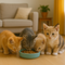 Voer voor kittens en jonge katten