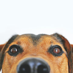 Diepvriesvoer honden