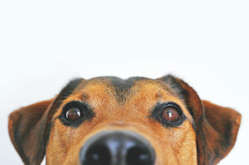 Diepvriesvoer honden