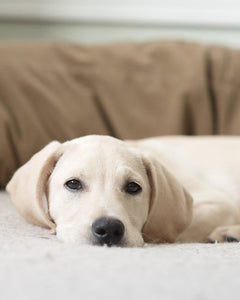 Manden, kussens & dekens - Fidello