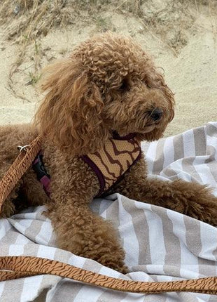 Morso Hondenriem Verstelbaar Gerecycled Jungle Drum Oranje