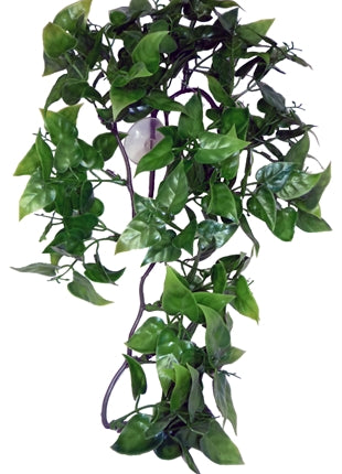 Komodo Philodendron Plant