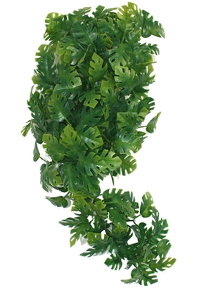 Komodo Plant Split Philodendron