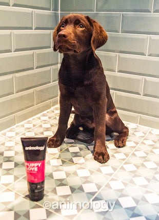 Animology Puppy Love Puppy Shampoo 250 ml