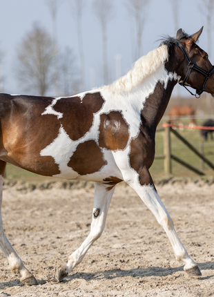 Excellent Horse Hi Gloss Glitter Spray Silver 250 ml