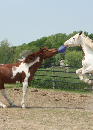 Jolly Ball Oranje (vanille)