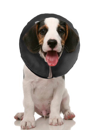 Zenpet ProCollar